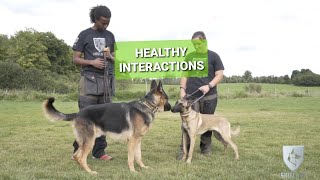 How your dog should MEET other dogs  Real Dog Training #12     #germanshepherds #dog #dogbehavior