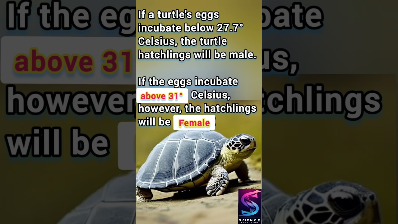 Temperature decides the 