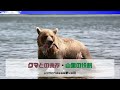 第49回　クマとの共存　山里の役割