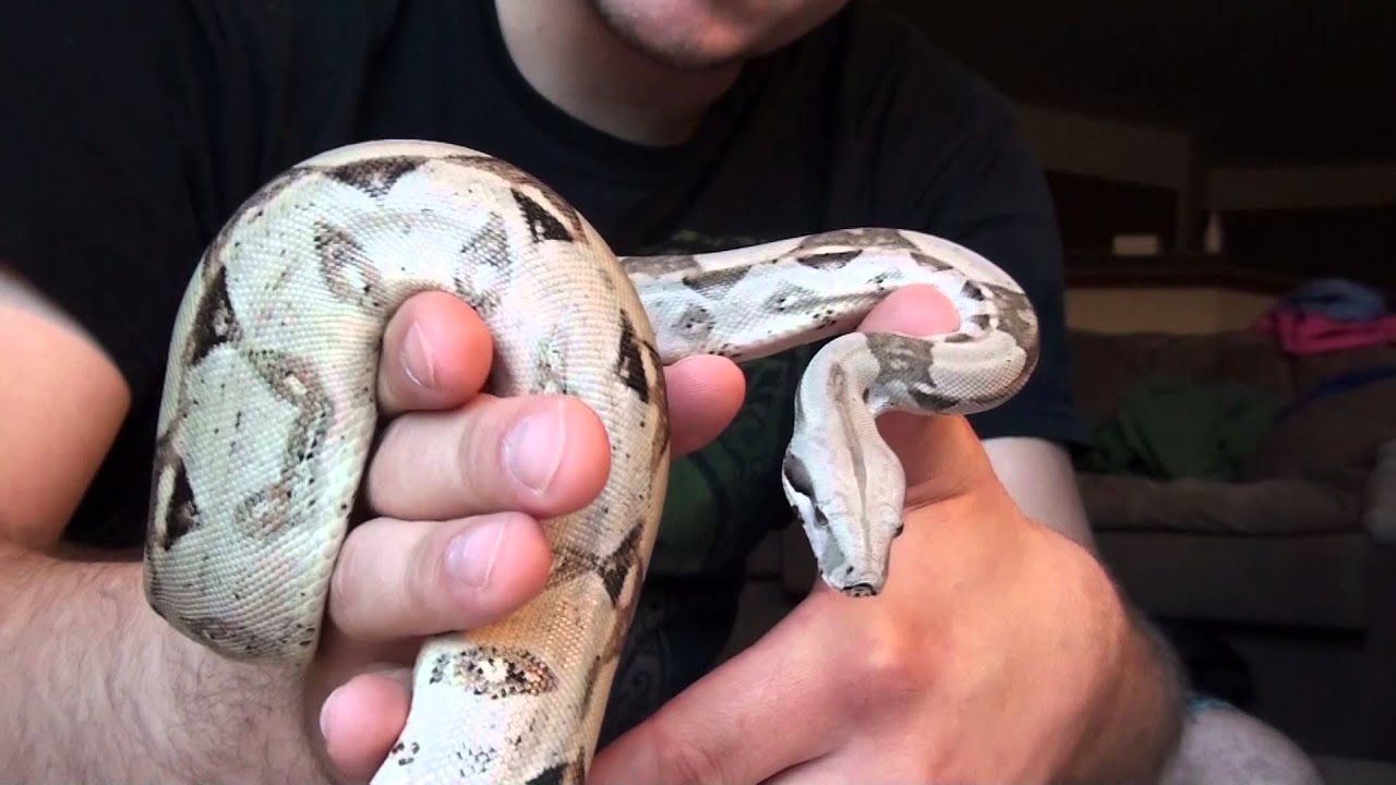 snake oil Introducing Bella the Red Tail Boa (9/27/2009)