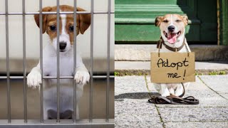 Adopt Don't Buy by pets swag 74,895 views 2 years ago 3 minutes, 17 seconds