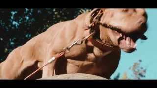 Tribute to Longhorn's Lesley in Red ©  THE REAL AMERICAN PITBULL TERRIER OFFlCIAL VIDEO NEW.