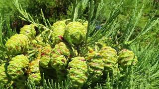 Sequoiadendron giganteum  sekvojovec obrovský   šištice