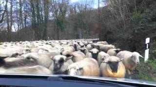 Sheep Invasion! Car Attacked! Sheep Cyclone.