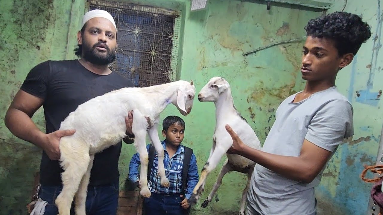 Machaa 6000 Se Bakriyaa Derahe Hai Talha Bhai Near Machaa Livestock. - YouTube