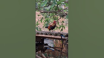 gà rừng mã vàng cực đỉnh.qaib qus daj khav theeb kaws li nawb