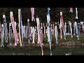 鯉のぼり Koi Nobori (Carp Streamer)