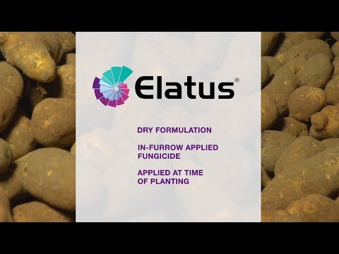 Video: Sopp på poteter: bruk av potetsoppmidler for å forhindre potetsopp
