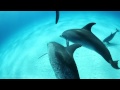 Bahamas dolphins  canon 5dmk ii underwater