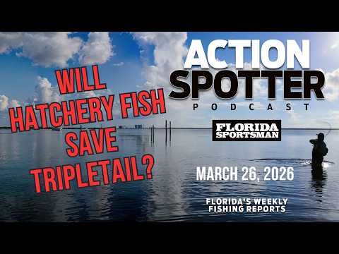 Will Hatchery Fish Save Tripletail?