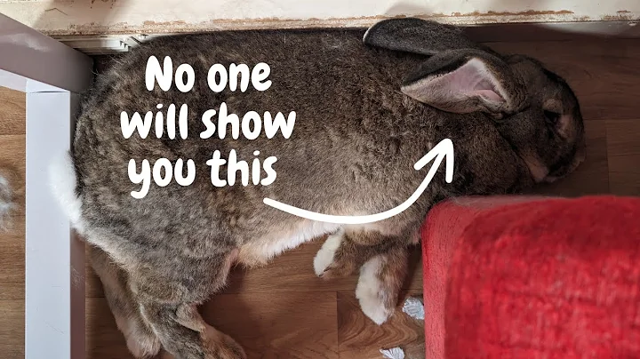 What I WISH I Knew Before Getting An Indoor Flemish Giant Rabbit