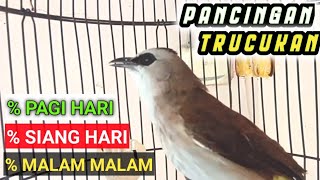 Download Lagu Pancingan dan MASTERAN ISTIMEWA burung trucukan Agar cepat bunyi gacor dan ROPEL MP3 Download Lagu Pancingan dan MASTERAN ISTIMEWA burung trucukan Agar cepat bunyi gacor dan ROPEL MP3