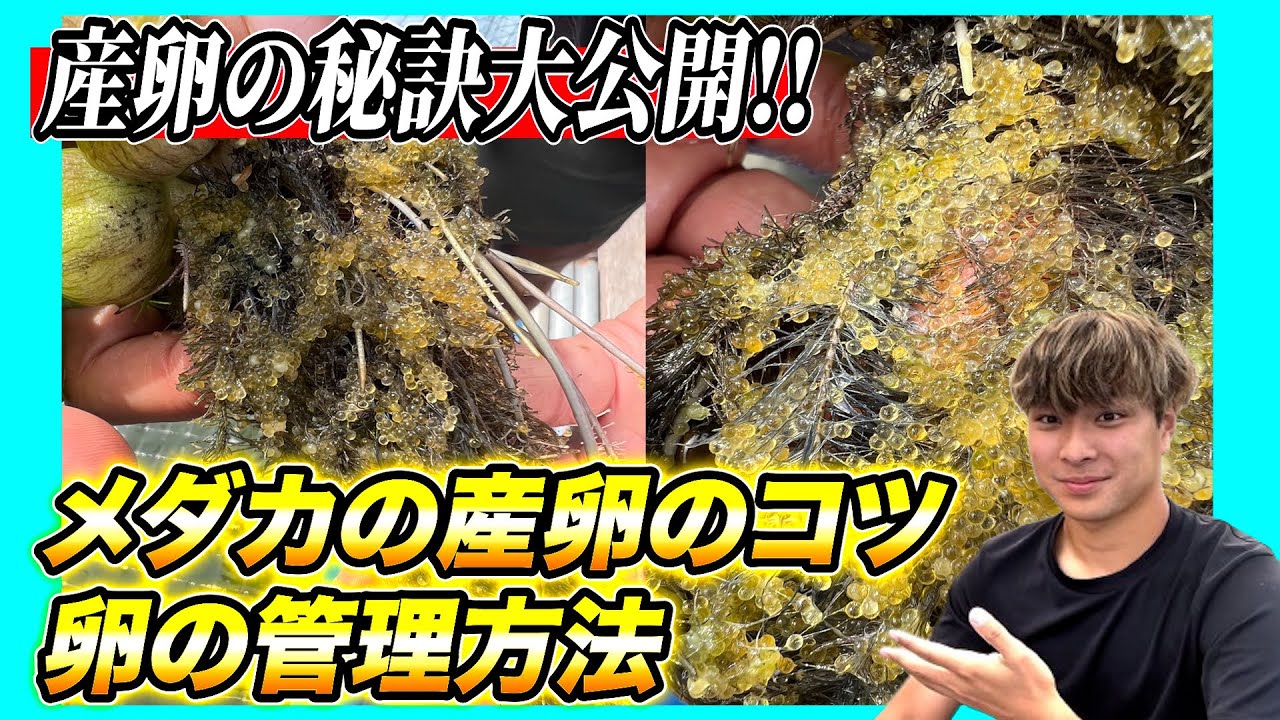 【メダカの産卵〜卵の孵化】メダカを繁殖させるコツ!!産卵の秘訣から卵の管理管理まで詳しく解説します!