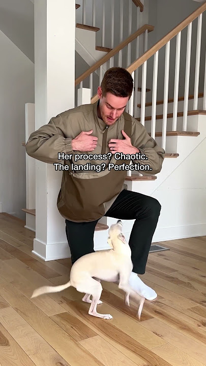 My Dog’s Process to Jump into my Kangaroo Pouch Jacket!