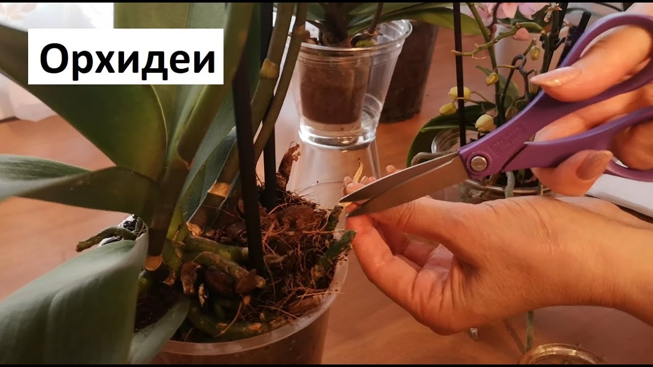 размножаване на орхидеи