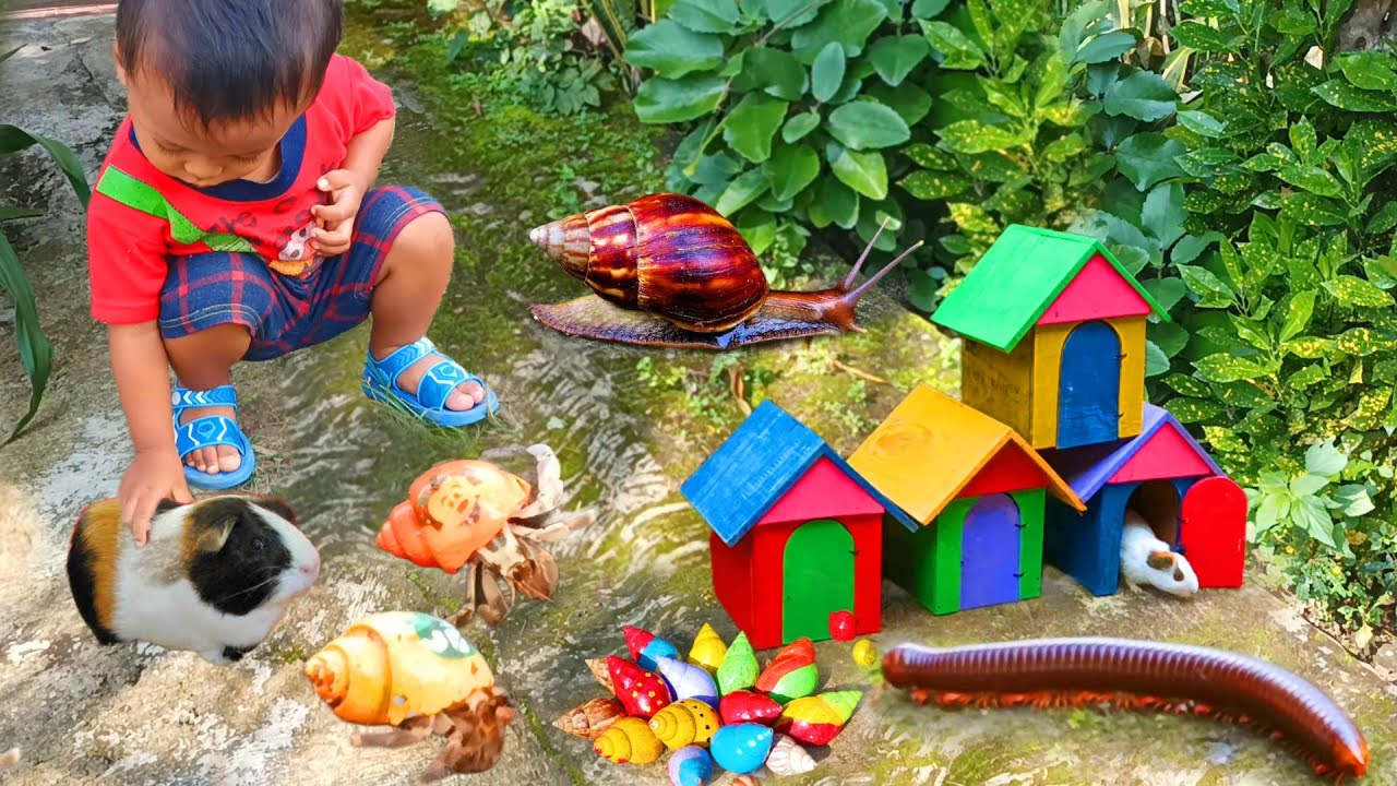 Menemukan Banyak Hewan Keong Bekicot, Luwing Kaki Seribu, Kepiting,  Kelomang