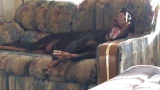 Yawn Compilation