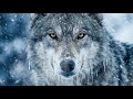 The Frozen Exile: An Alpha's Journey Home (4K AI Animation)