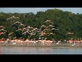 Celestún - Surprise trip to meet pink flamingos