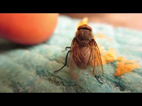 Video: Vem äter husflugan?