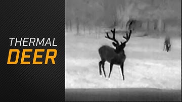 Herd of Deer Caught with the FLIR Scout TK!
