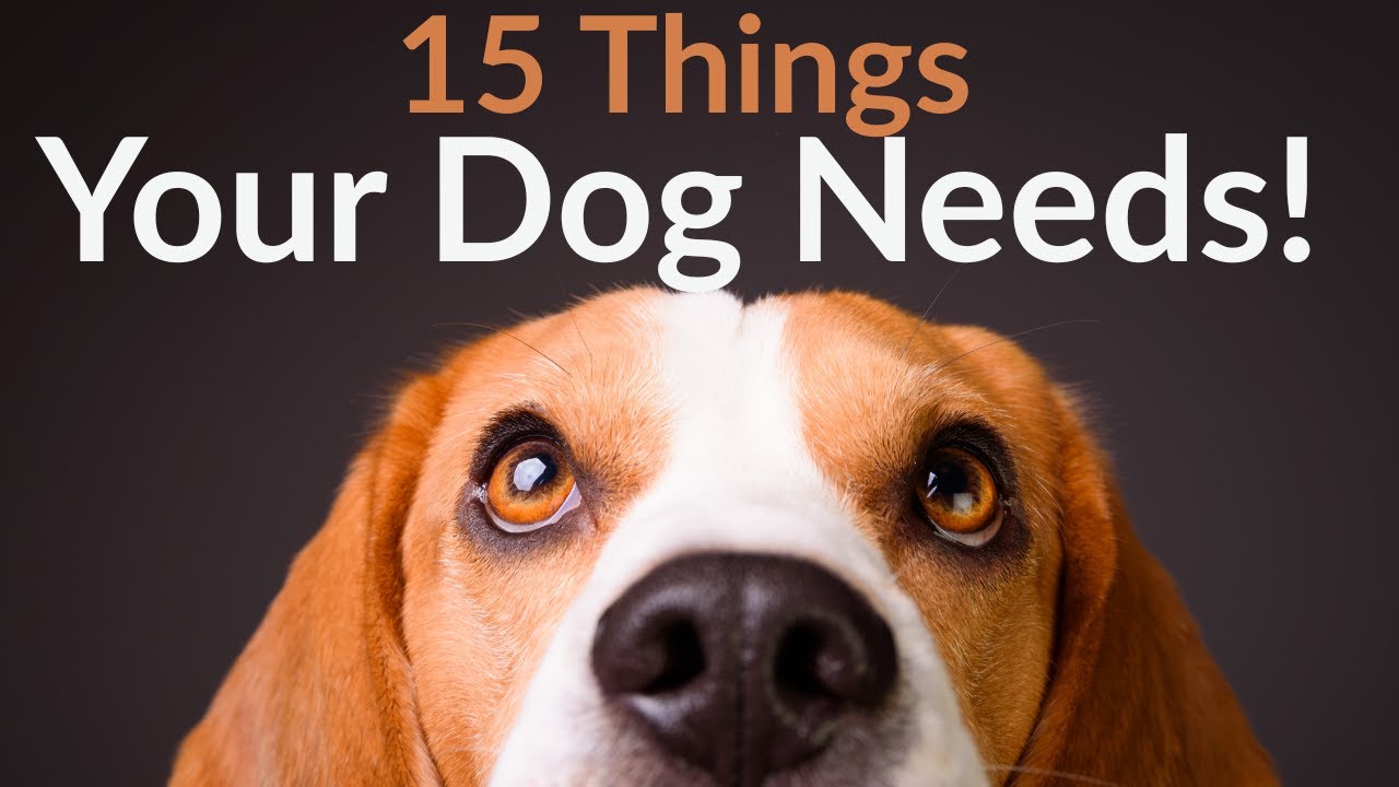 🐾 15 Things You and Your Dog NEED! 🐶 | Save Time, Money & Vet Bills ...