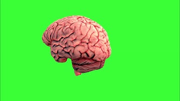 brain free green screen