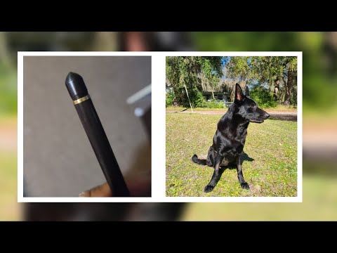 Video: Hundskott med en pil av hennes tidigare 