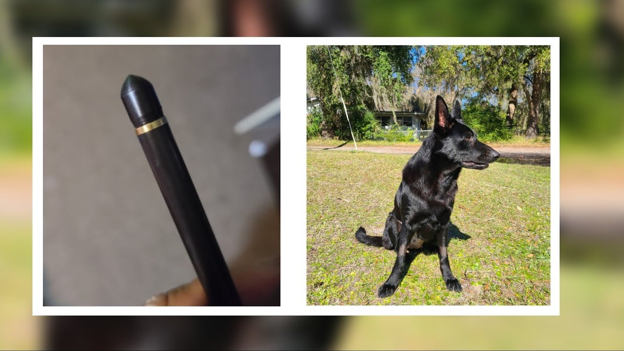 German shepherd service dog shot with arrow in Oceanway, owner says