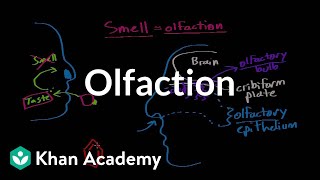 Olfaction  structure and function | Processing the Environment | MCAT | Khan Academy