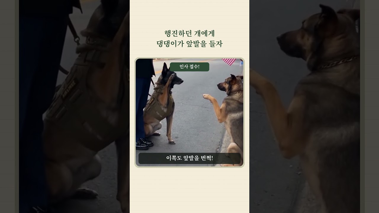 행진하던 개에게 댕댕이가 앞발을 들자
