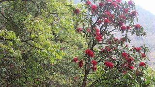 नेपालको राष्ट्रिय फुल लालिगुराँस। National flower Rhododendron