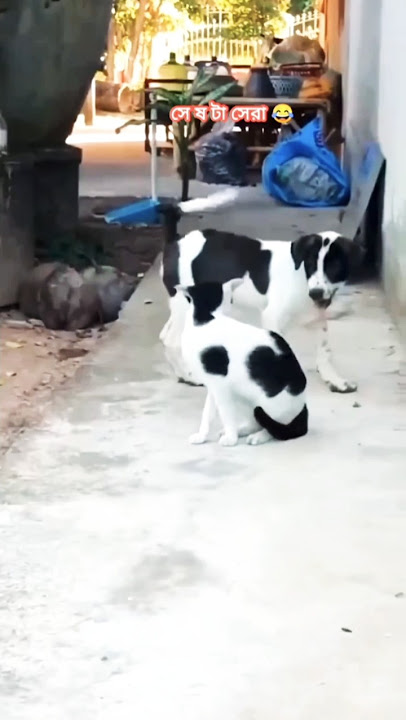 Dog Gets Jealous When Cat Steals Its Snack 😂#pets #funny #viral