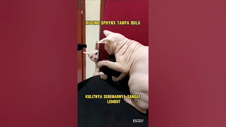 Video 11582401: kucing sphynx, catlover funnycats