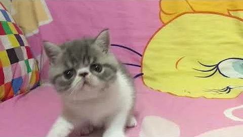 Video 1217151: tabby white exotic shorthair, blue white exotic shorthair, cattery