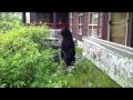 Cameraman vs. bear standoff