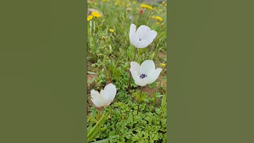 القرآن الڪریم ،،، بصوت ،،، عمر محجوب ،،، سورة ،،، المؤمنون ،،،  مَاشَاءَ اللّٰه