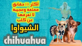 أكثر 10 حقائق ممتعة و عجيبة  لا تعرفها عن كلب الشيواوا | Chihuahua dog | Chiwawa