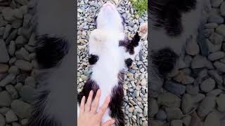 Adoră să fie răsfățat și iubit . #mycat #relaxing #loved #massagetherapy #myvlog