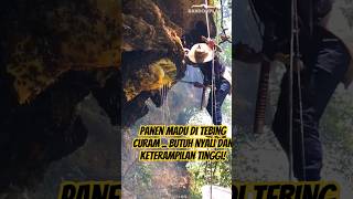 Harvesting Honey on Steep Cliffs Requires Courage and High Skill!