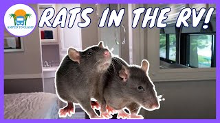 Do this NOW to keep rodents from destroying your RV!
