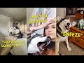HUSKY Dogs Being DRAMATIC For 7 Minutes Straight | Compilation