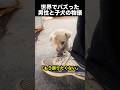 震えていた子犬が、笑顔を取り戻すまで！