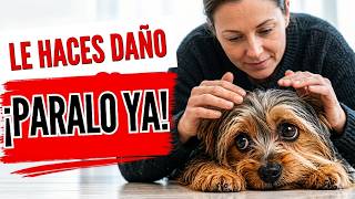 3 SEÑALES de que tu PERRO NO te VE como su REFUGIO (y se siente mal)