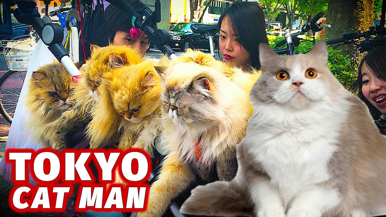 Meeting Tokyo Cat Man | Bizarre Encounter - Meet the Tokyo Cat man. Masahiko Suga is something of a minor celebrity in Japan - famous for pushing his beloved cats around in a pram (stroller). 