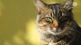 Calming Cat Music - Stress Relief, Relaxation, Soft Piano Music, Nature Sounds to Soothe Cats screenshot 5