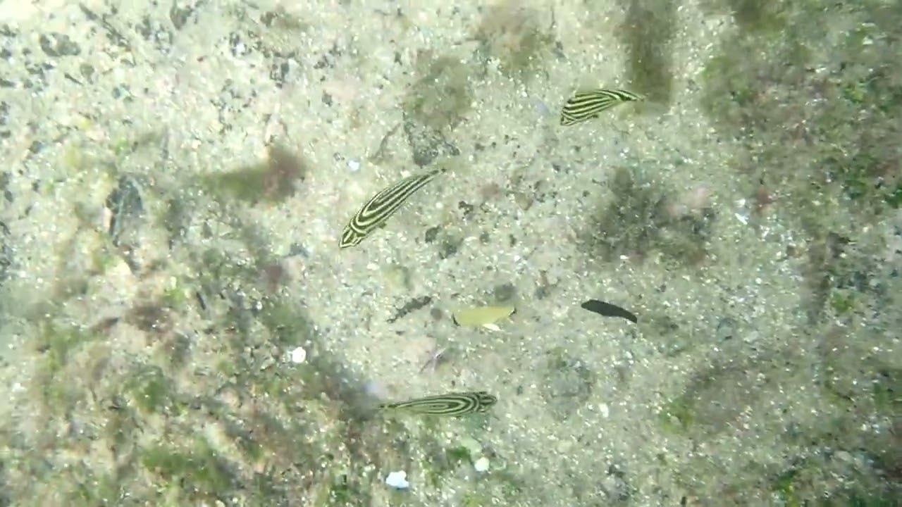Lemon Butterflyfish at Shelly Rock Pool
