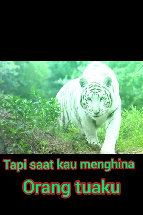 story'wa wa macan putih Siliwangi #shorts