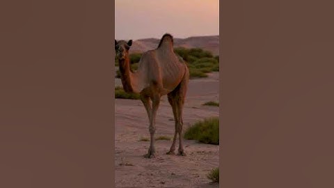 The Science Behind Camel Breeding and Growth 68