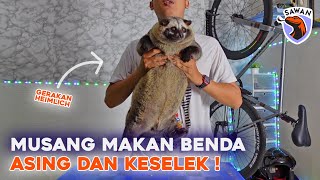 Pertolongan pertama MUSANG MAKAN BENDA ASING & TERSEDAK! #SAWAN